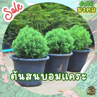 [พร้อมส่ง] ต้นสนบอมแคระ Platycladus orientalis ขนาดความสูง 2…