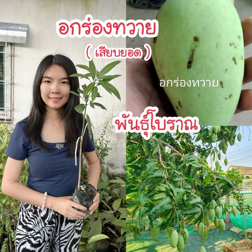 #ต้นมะม่วงอกร่องทวาย (พันธุ์โบราณ)เสียบยอดสูงราว50-60เซน