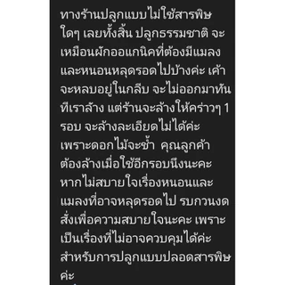 *แนะนำสั่งล่วงหน้าก่อนใช้ 24 ชม* ดอกไม้กินได้ ใบไม้ ตกแต่งขนม อาหาร