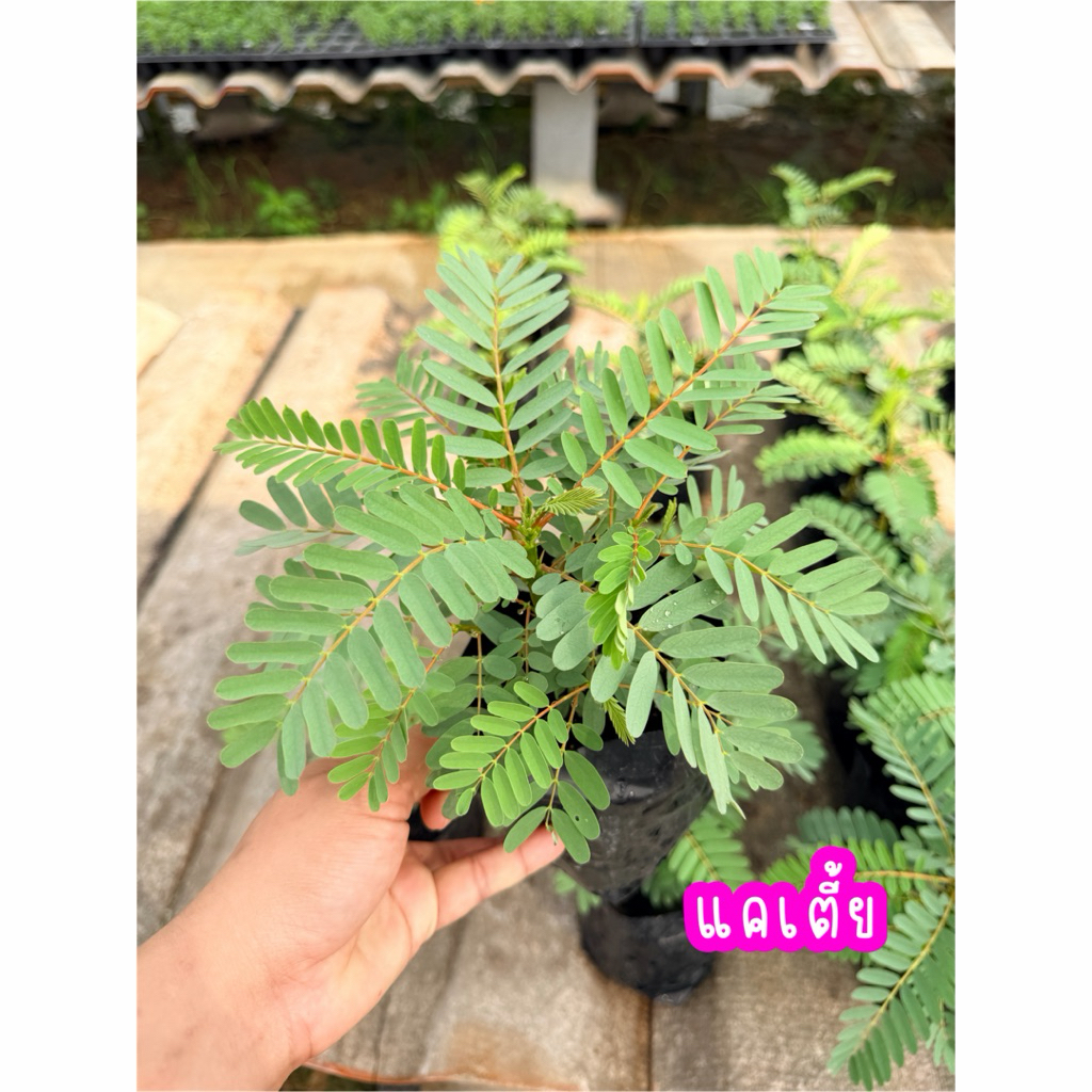 ต้นแค พันธุ์เตี้ย ดอกสีขาว