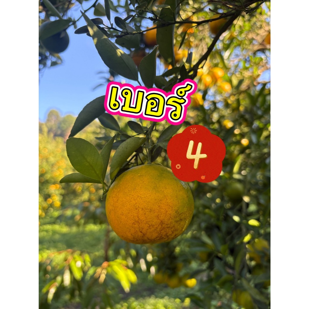 ส้มสายน้ำผึ้ง รุ่น 2 เบอร์ 4 = 3 กก รวมกล่อง ส้มนอกฤดู