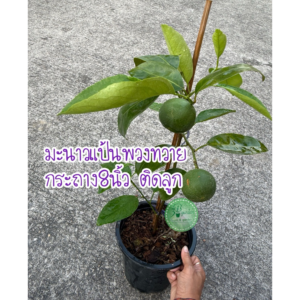 ต้นมะนาวแป้นพวงทวาย กระถาง8นิ้ว ติดลูก ลูกดก ออกลูกทั้งปี เปลือกบาง   น้ำเยอะ เมล็ดน้อย