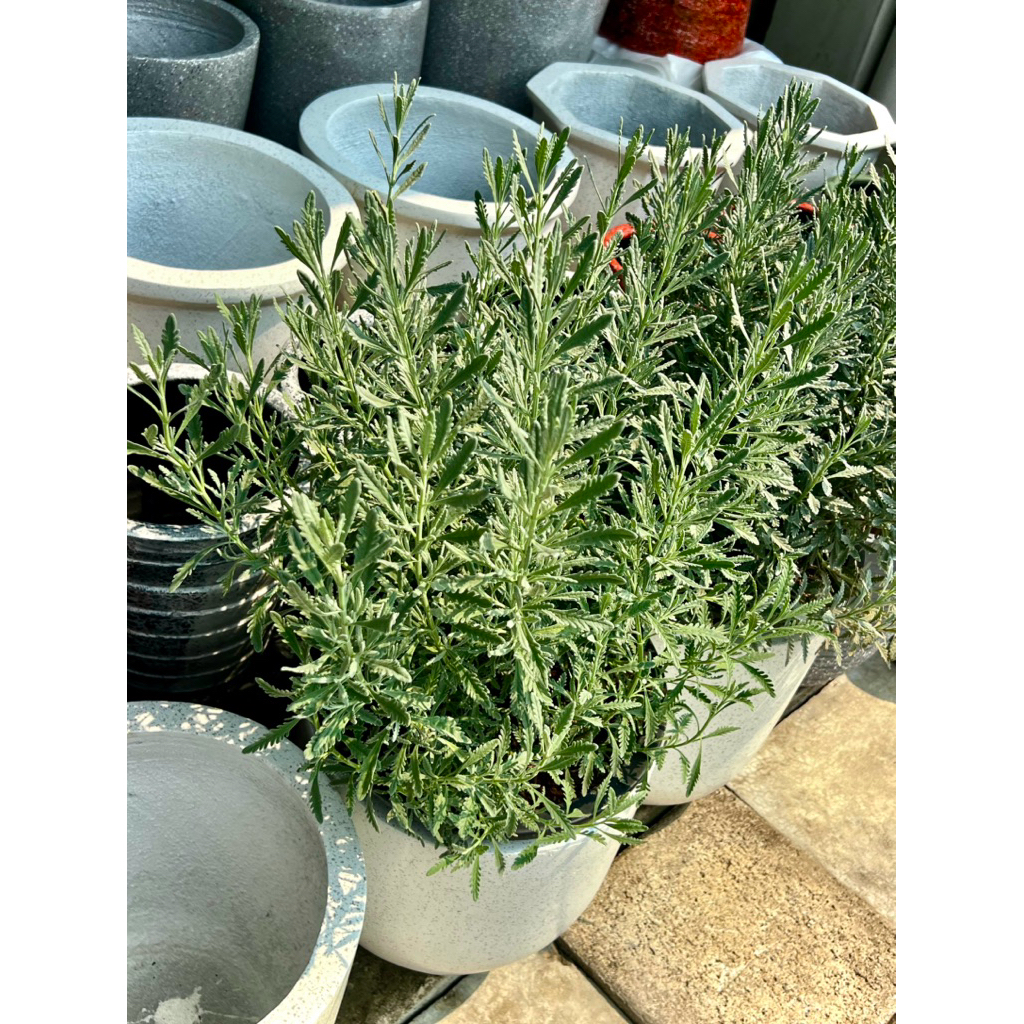 Goodwin Lavender ต้น ลาเวนเดอร์กู๊ดวิน Goodwin Creek Lavender / Lavandula Ginginsii / Goodwin Creek 
