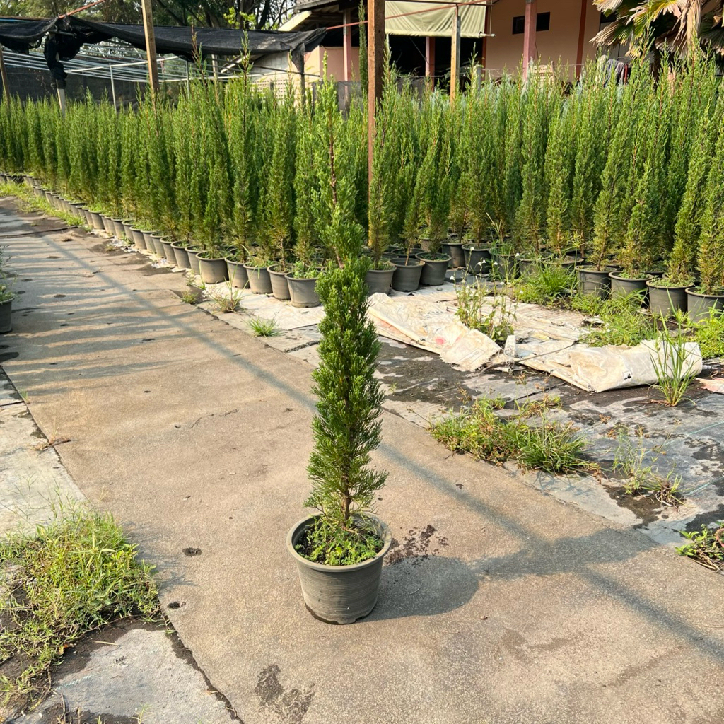 สนมังกร (Juniperus chinensis) ฟอร์มสวย ตัดเเต่ง จัดสวน พร้อมกระถาง 8 นิ้ว สูงประมาน 50-55 ซม.
