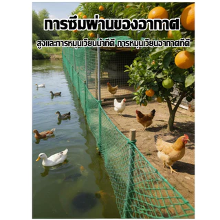ตาข่าย อวนล้อมไก่ รั้วตาข่าย ตาข่ายกรงไก่ ตะข่ายล้อมไก่ ตาข่ายล้อมไก่ อวน ดาง ล้อมไก่ อเนกประสงค์ กรงไก่ เลี้ยงไก่ กันงู