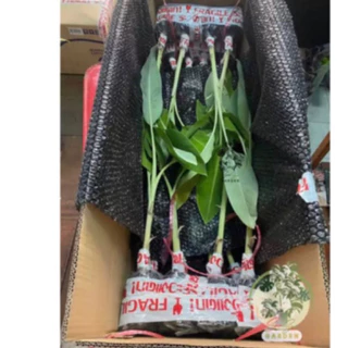 ต้นพันธุ์กล้วยหอมคาเวนดิส (จำนวน 10 ต้น)🌿จากแล็บเพาะเลี้ยงเนื้อเยื่อ ปลอดโรคตายพราย แข็งแรง พร้อมลงดินได้