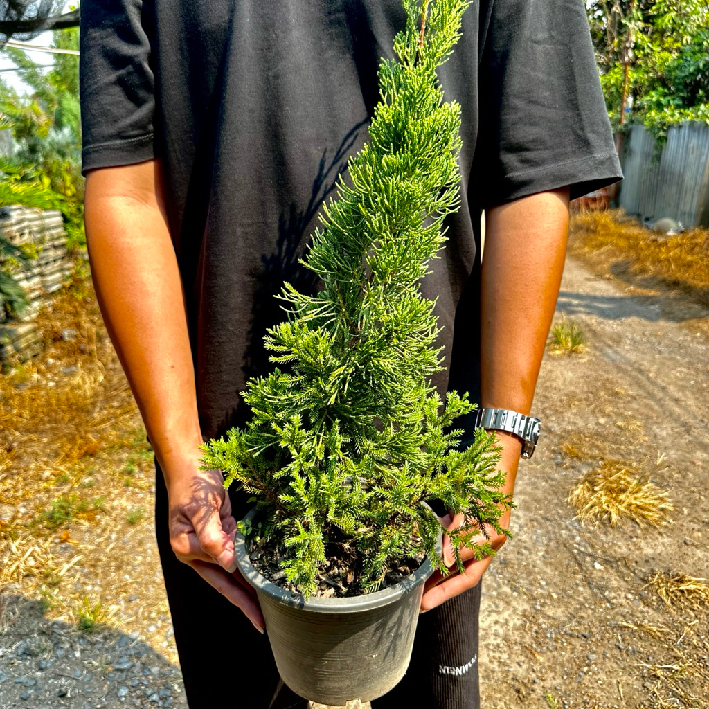 สนมังกร (Juniperus chinensis) 🐲 ฟอร์มสวย ตัดเเต่ง จัดสวน พร้อมกระถาง 8 นิ้ว ความสูงประมาน 60-75 ซม.