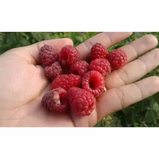 เมล็ดพันธุ์เบอร์รี่ 3 สายพันธุ์ berry แบล็คเบอร์รี่ แดง เหลือง 20-50 เมล็ด อินทรีย์ออแกนิค ปลูกง่าย โตไว ซื้อ 10 แถม 1