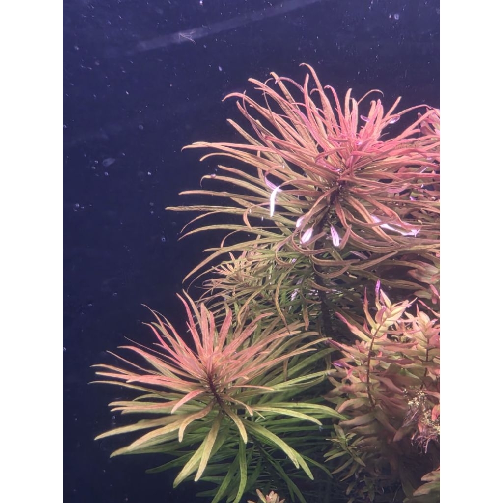 ludwigia Cuba   ลัดวิเจียคิวบา