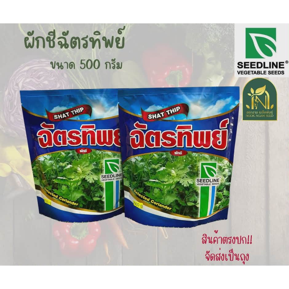 เมล็ดผักชีฉัตรทิพย์ ขนาด 500 กรัม ขนาดเยอะพิเศษ SEEDLINE