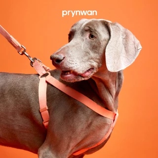 PRYNWAN Pets - Dog Harness Tone On Tone สายรัดอก สัตว์เลี้ยง