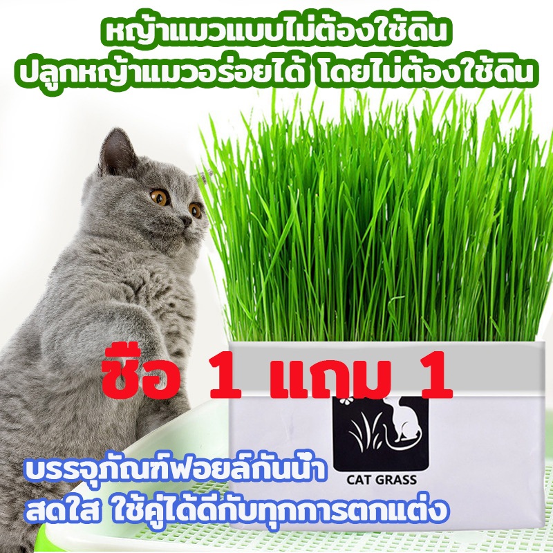 [ซื้อ 1 แถม 1 ]มือใหม่ก็ปลูกได้ แบบถุงปลูกง่ายแค่เติมน้ำ ต้นอ่อนข้าวสาลี ออแกนิกส์ ต้นอ่อนข้าวสาลี หญ้าเเมว หญ้าเเมว สำห