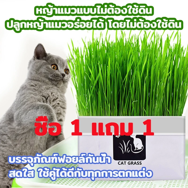 [ซื้อ 1 แถม 1 ]มือใหม่ก็ปลูกได้ แบบถุงปลูกง่ายแค่เติมน้ำ ต้นอ่อนข้าวสาลี ออแกนิกส์ ต้นอ่อนข้าวสาลี หญ้าเเมว หญ้าเเมว สำห