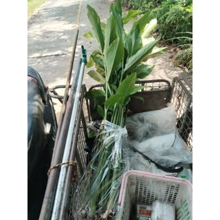 กระวาน​ ขายหน่อพันธุ์​กระวานสำหรับ​ปลูก​1ชุด5หน่อ100บาท
