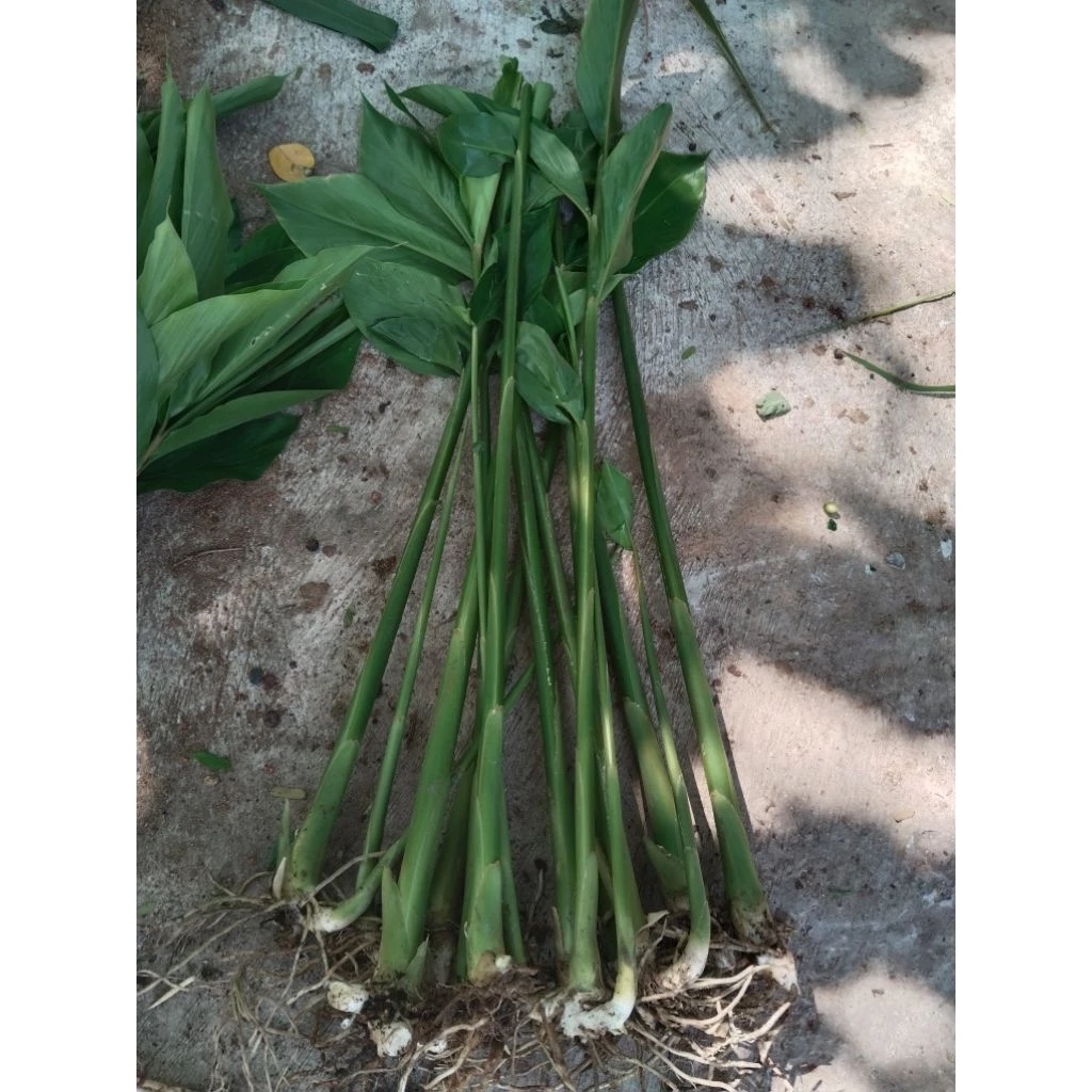 กระวาน​ ขายหน่อพันธุ์​กระวานสำหรับ​ปลูก​1ชุด5หน่อ100บาท