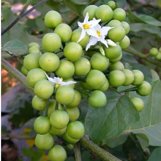 【ซื้อ 5 แถม 5 ฟรี】เมล็ดพันธุ์มะเขือพวงไร้หนาม ผักสวนครัว ปลูกในถุงดำ