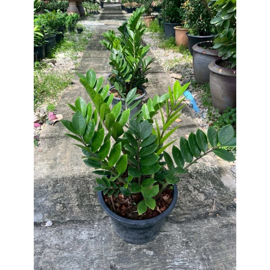 🌿✨ กวักมรกตเขียว ไม้มงคลเรียกทรัพย์ เสริมโชคลาภ ✨🌿