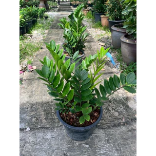 🌿✨ กวักมรกตเขียว ไม้มงคลเรียกทรัพย์ เสริมโชคลาภ ✨🌿