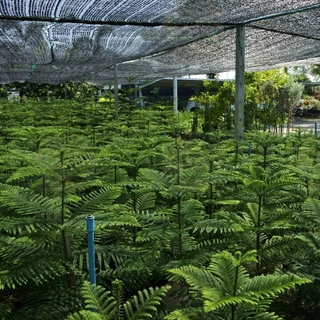 [พร้อมส่ง] ต้นสนฉัตร (Norfolk island pine) ขนาด 60cm-110cm (ราคาต่อ1ต้น) *ไม่รวมกระถาง*