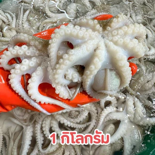 ‼️ปลาหมึกสายสดไซส์ 15-20 ตัวโล🐙 สด สะอาด พร้อมส่งทั่วไทย 🚐
