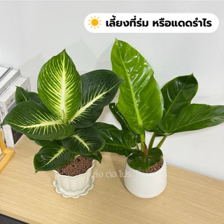เซตคู่กระถาง พร้อมต้นบารมีเศรษฐี6“ และต้นเศรษฐีรวยทรัพย์5” แถมหินดินเผา