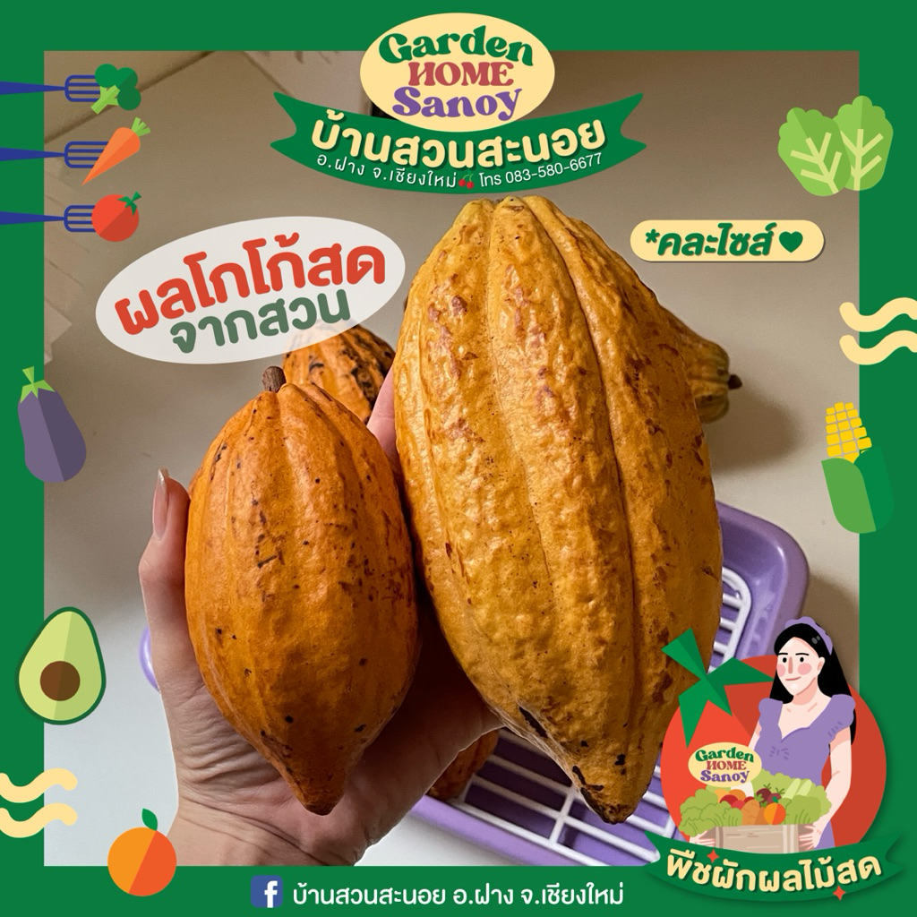 (1kg) ผลโกโก้สด cocao   | บ้านสวนสะนอย ราคาต่อ 1 กิโลกรัม [noynoy.stuio] – โปรปัง