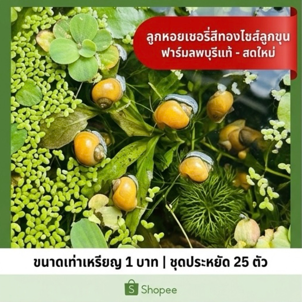 หอยเชอรี่สีทองไซด์ลูกขุน 25ตัว แพคแห้งแบบจำศีล มีประกันในการจัดส่งให้ทุกตัว