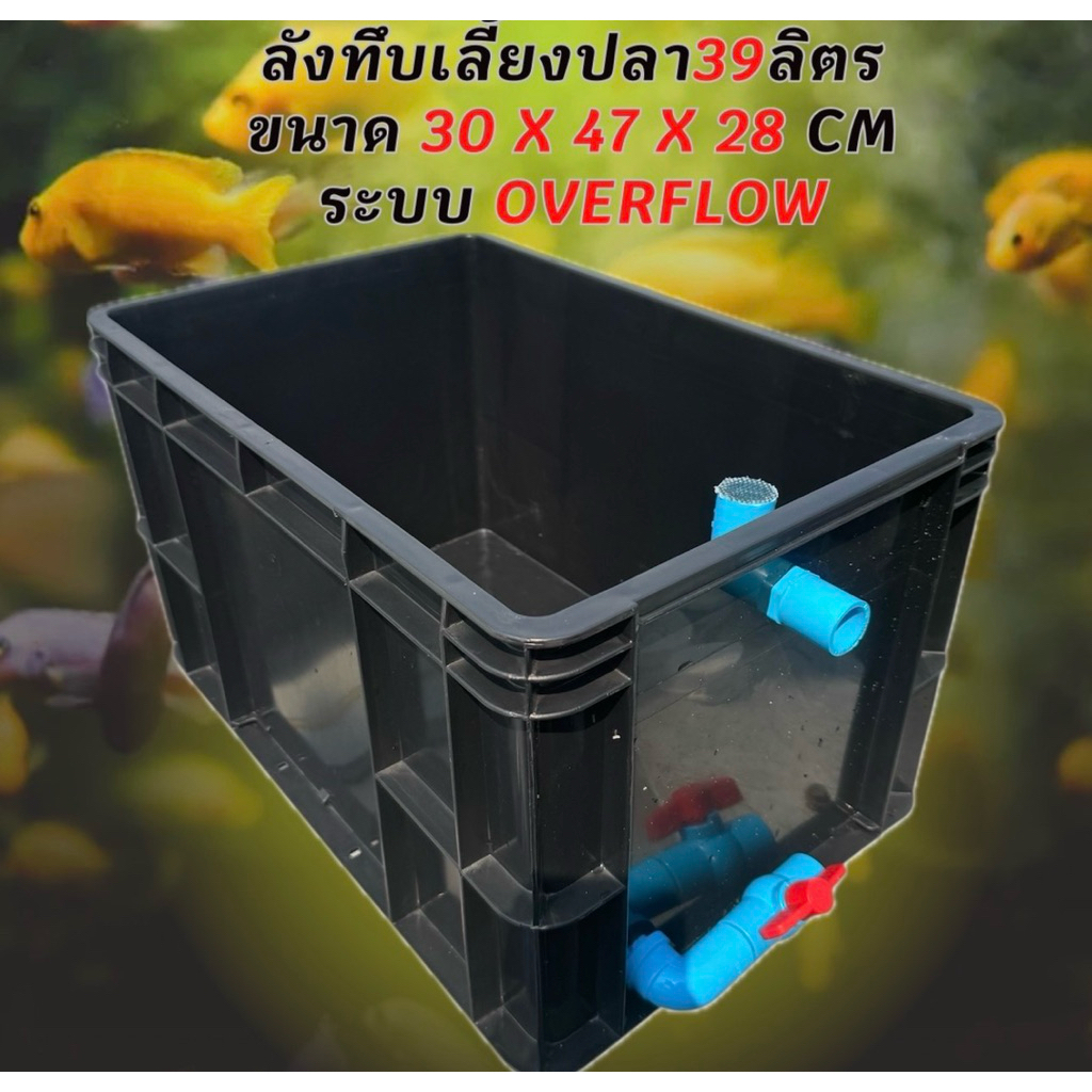 ลังทึบเลี้ยงปลาสีดำ 39 ลิตร ระบบoverflow วาล์วฟ้า อ่างเลี้ยงปลา ลังทึบเลี้ยงปลา อ่างเปล อ่างปลาบอลลู