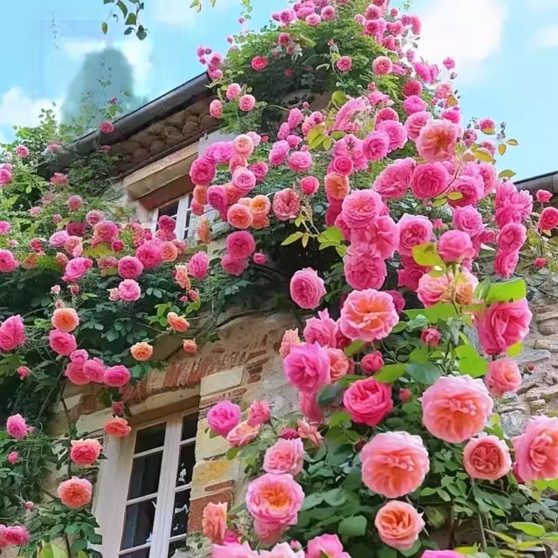 เมล็ดกุหลาบปีนกำแพงหลายสี   แต่ละซองมี 100 เมล็ด