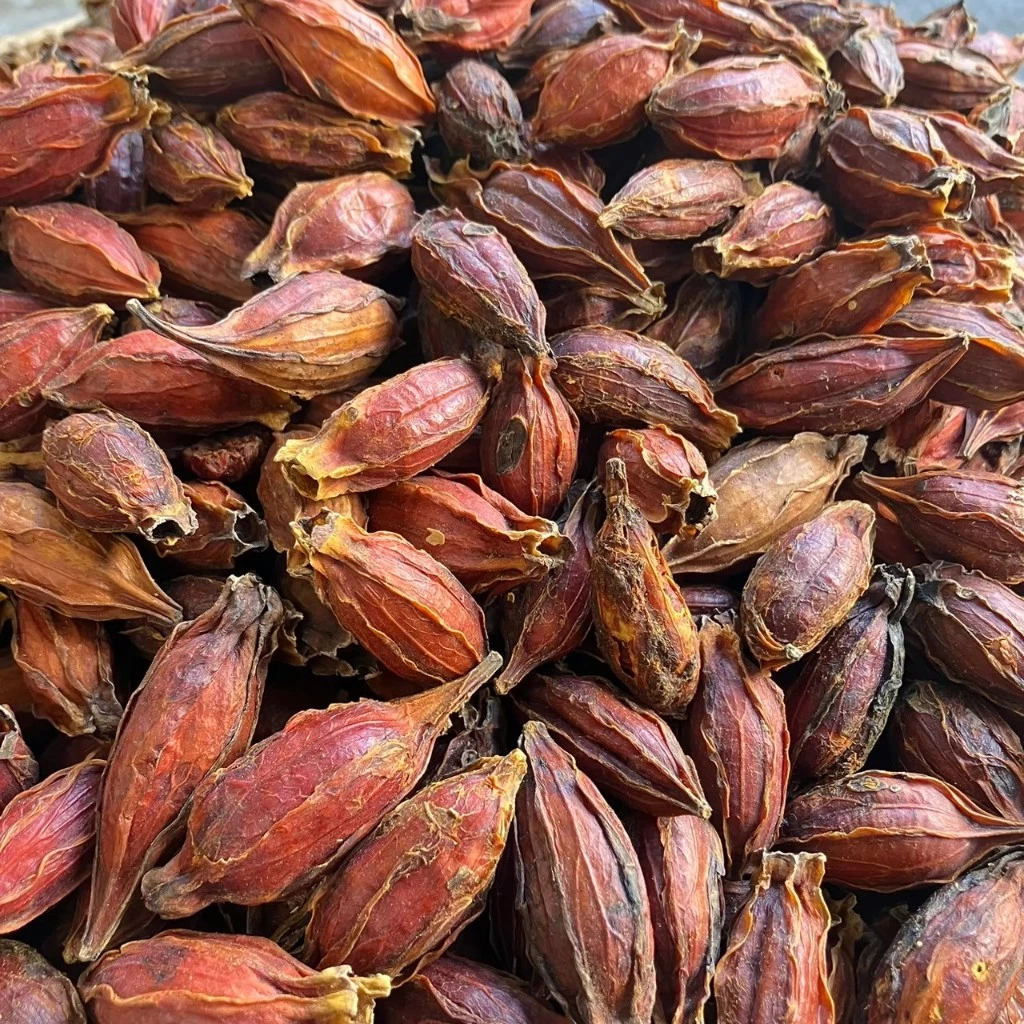เม็ดพุดจีน 500 กรัม จุยกีจี้ เม็ดทำสีเก๊กฮวย เม็ดทำสี