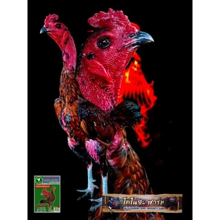 ไข่เชื้อไก่ชนสายเลือดนินจาพม่าจอมราชันย์แท้100%📌vip