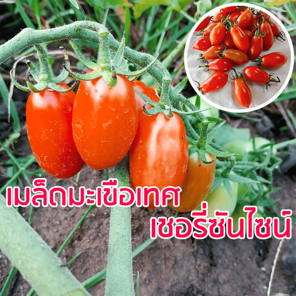 เมล็ดมะเขือเทศเชอรี่ซันไซน์ ซองละ 80 เมล็ด # เชอร์รี่ มะเขือเทศ เชอรี่ มะเขือเทศราชินี มะเขือเทศเล็ก มะเขือเทศเชอรี่