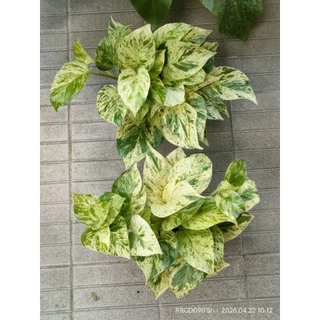 พลูด่าง/พลูด่างราชินีหินอ่อนMarble Queen กระถาง3-8นิ้วและแบบกิ่งตัดสด