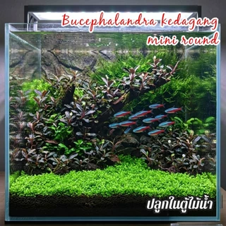 Bucephalandra kedagang mini round ใบบกเลี้ยงชื้นได้ ลงน้ำได้