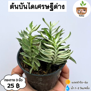 ต้นบันไดเศรษฐีด่าง จัดส่ง 2 ต้นขึ้นไป คละแบบได้