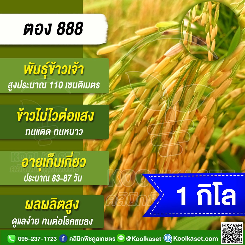 เมล็ดพันธุ์​ข้าว ทดลองปลูก ข้าวเจ้า ตอง 888 ไม่ไวแสง นาปี นาปรัง ทนแดด ทนหนาว ทนต่อโรคแมลง 1 กก. คูล