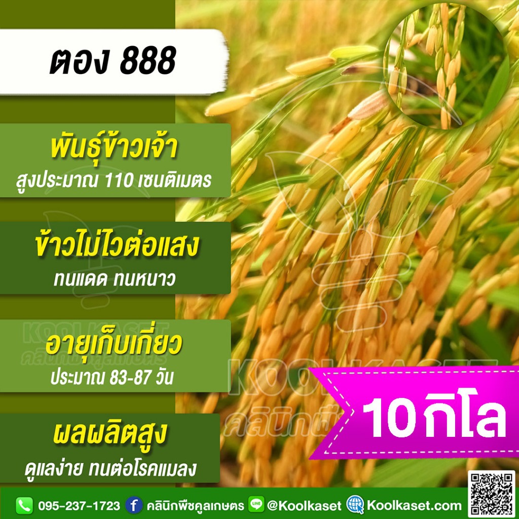 เมล็ดพันธุ์​ข้าว ข้าวเจ้า ตอง 888 ไม่ไวแสง นาปี นาปรัง ทนแดด ทนหนาว ทนต่อโรคแมลง 10 กก. คูลเกษตร ไรซ