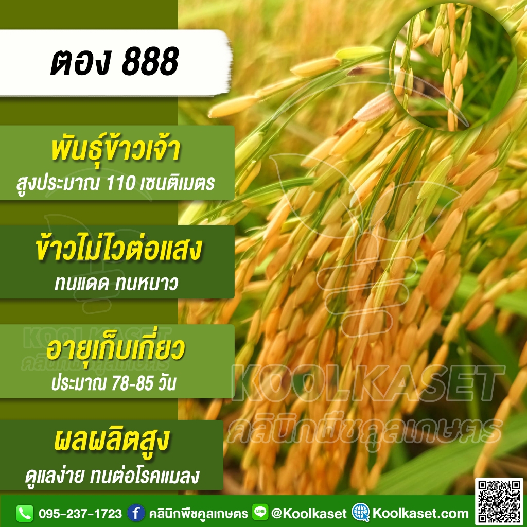 เมล็ดพันธุ์​ข้าว ข้าวเจ้า ตอง 888 ไม่ไวแสง นาปี นาปรัง ทนแดด ทนหนาว ทนต่อโรคแมลง 20 กก. คูลเกษตร KR1