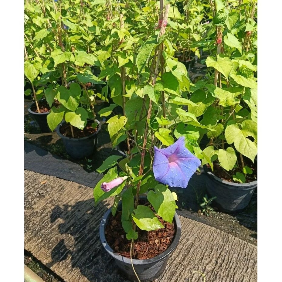 ต้นมอร์นิ่งกลอรี่(Morning Glory)หรือผักบุ้งฝรั่ง ไม้เลื้อยดอกสีน้ำเงินอมม่วง ดอกสวยคล้ายแตร* กระถาง 
