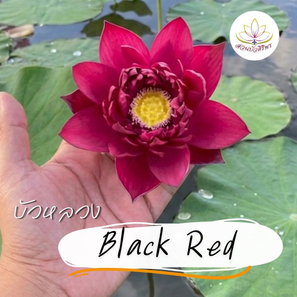 บัวหลวง Mohong Black Red บัวหลวงสายพันธุ์ใหม่สีแดงเข้มสุด