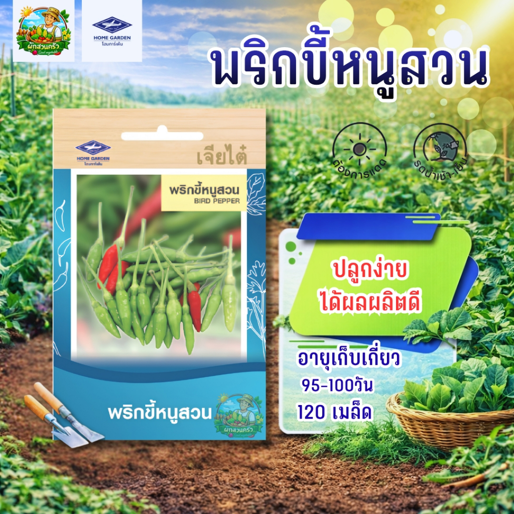 พริกขี้หนูสวน CT/OP-095 ผักซอง เจียไต๋ พริก เมล็ดพันธุ์ เมล็ดพันธุ์ผัก ผักสวนครัว ผัก ตราเครื่องบิน