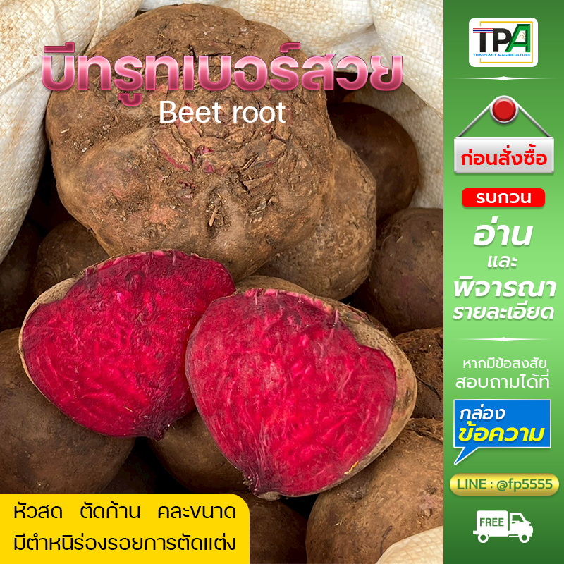 บีทรูทBeet root (หัวสด-ตัดก้าน-01) 1-5Kg.- คละขนาด มีตำหนิร่องรอยตัดแต่ง