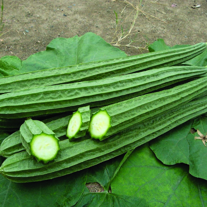 บวบเหลี่ยม CT/OP-051 ผักซอง เจียไต๋ บวบ เมล็ดพันธุ์ผัก เมล็ดผัก เมล็ดพืช ผักสวนครัว ประมาณ 14 เมล็ด ราคา ถูกที่สุด ดีลบีเคเค แกลเลอรีภาพที่ 4