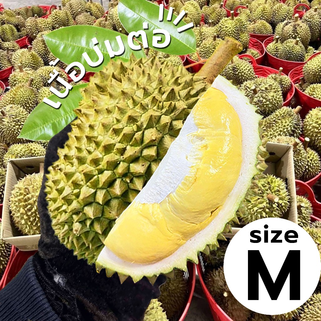 🇹🇭Oishi-fresh👑ทุเรียนดิบห่าม(M)บ่มต่อ 1-3 วัน รสชาติหวานมัน หอม นุ่ม ละมุน สด ใหม่ ใยอาหารสูง หวานออร์แกนิค ส่ง 24 ชม.