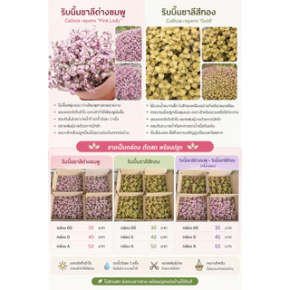 ตัดสดริบบิ้นชาลี สีด่างชมพู,สีทอง‼️แถมเบียงก้า5กิ่ง‼️กล่อง00, กล่อง0,กล่องA