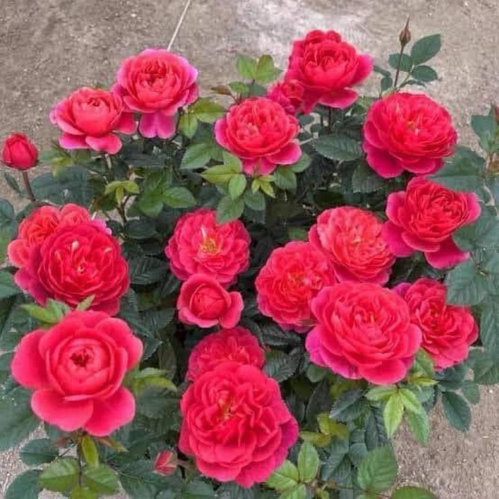 Red juicy Terrazza Rose “เรด จุ้ยซี่เทอเรซซ่า” ️ กุหลาบพุ่ม สีชมพูแดง ดอกดกมาก