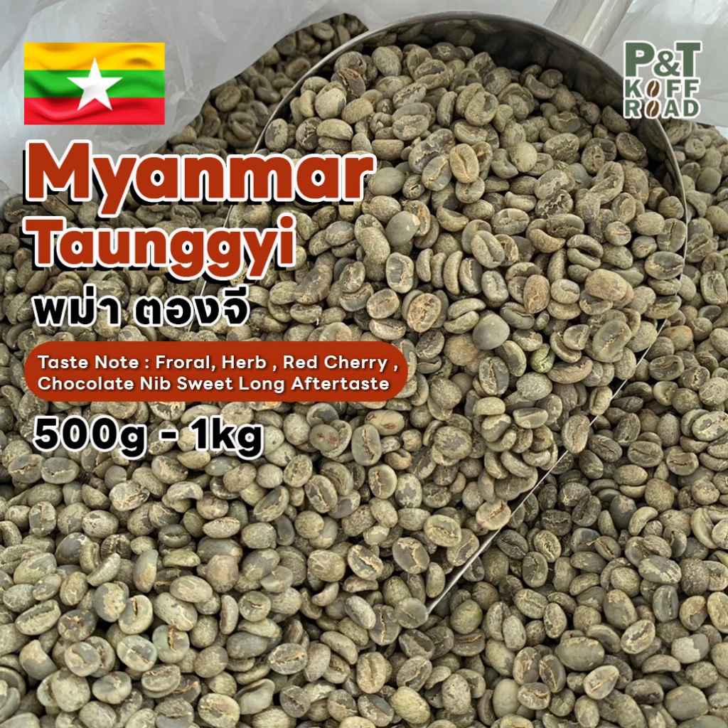 [พร้อมส่ง] สารกาแฟพม่า ตองจี Myanmar Taunggyi .Wash Process บรรจุ 500g. - 1 kg. P&T KoffRoad .