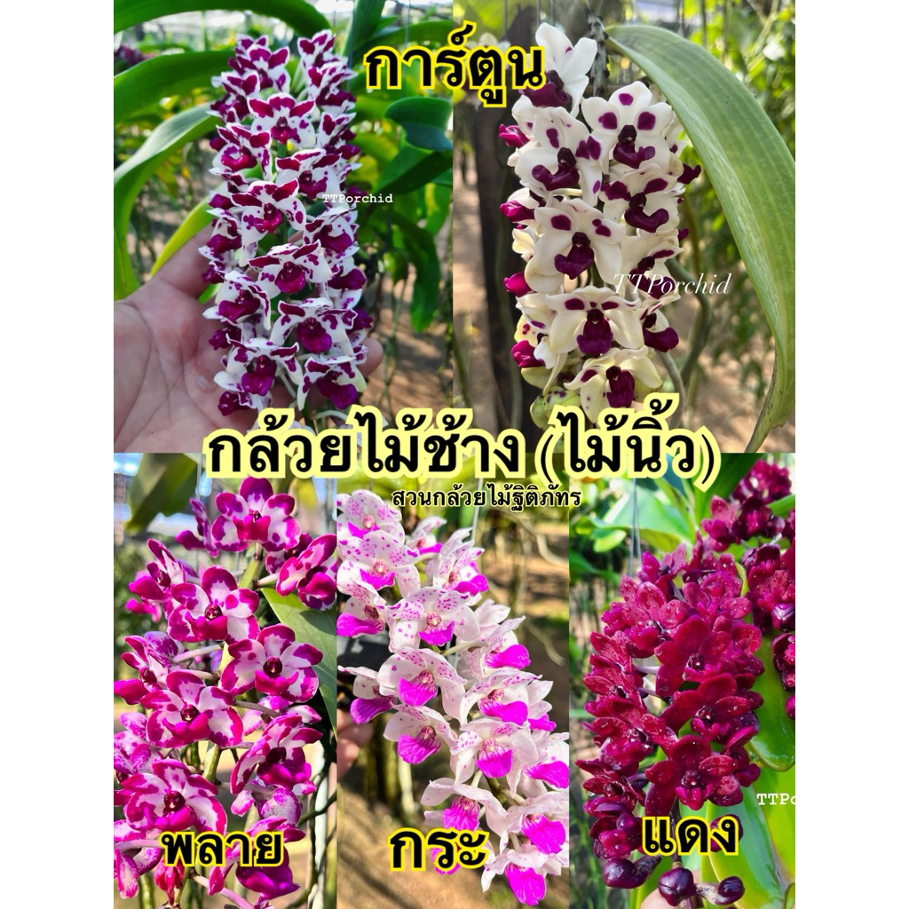 กล้วยไม้ช้างนิ้ว (ขายดี)‼️ มี 5สี เลือกสีได้ ต้นสวยสมบูรณ์ ส่งตรงจากสวน