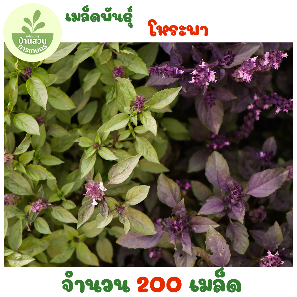 เมล็ดพันธุ์โหระพา 200 เมล็ด