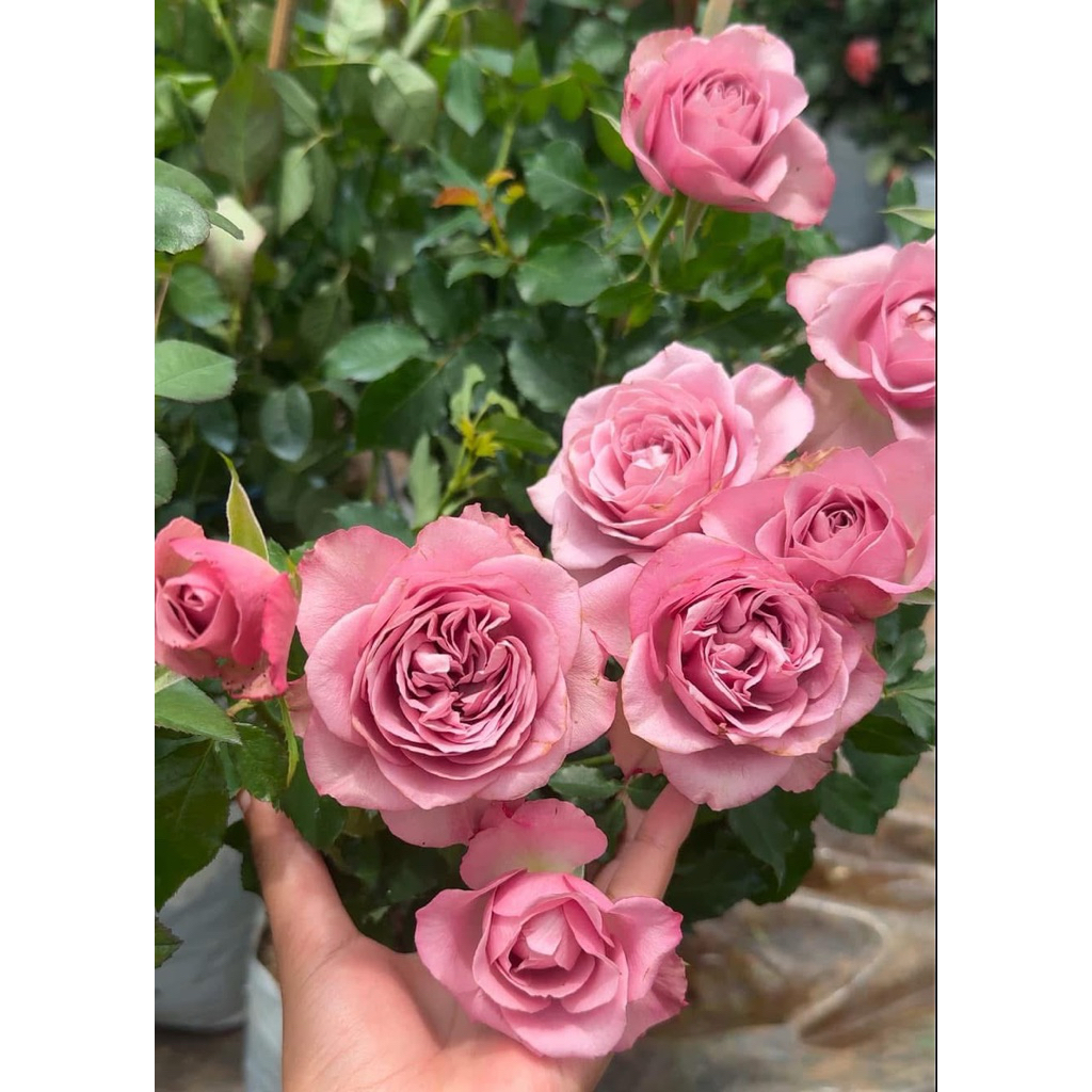 กุหลาบสายพันธุ์มงมาร์ตร (Mont Martre) สีม่วง ไม้พุ่มดอกดก มีกลิ่นหอมแรง เลี้ยงง่าย สีดอกวินเทจ
